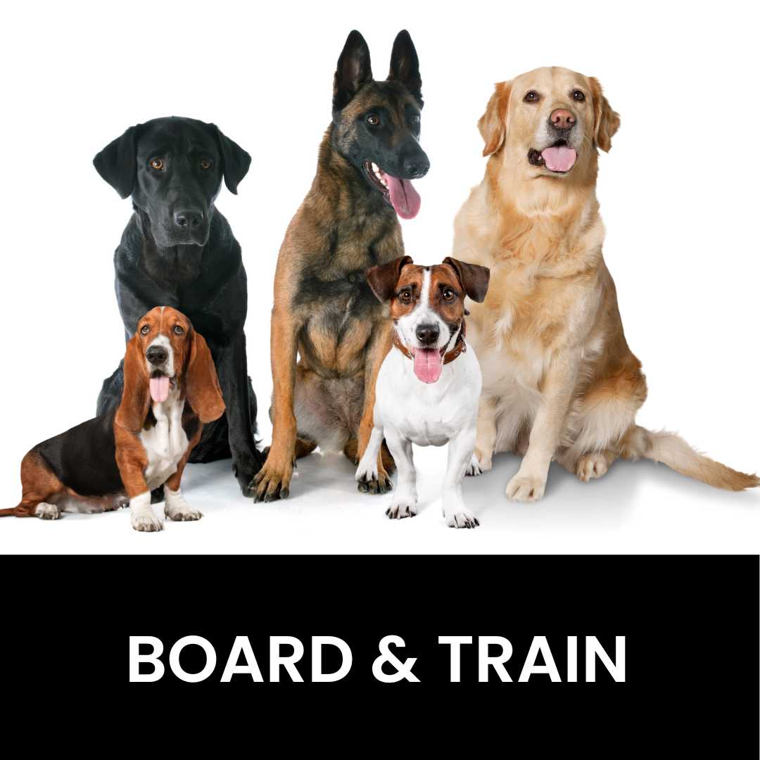 Board and train shop for dogs near me