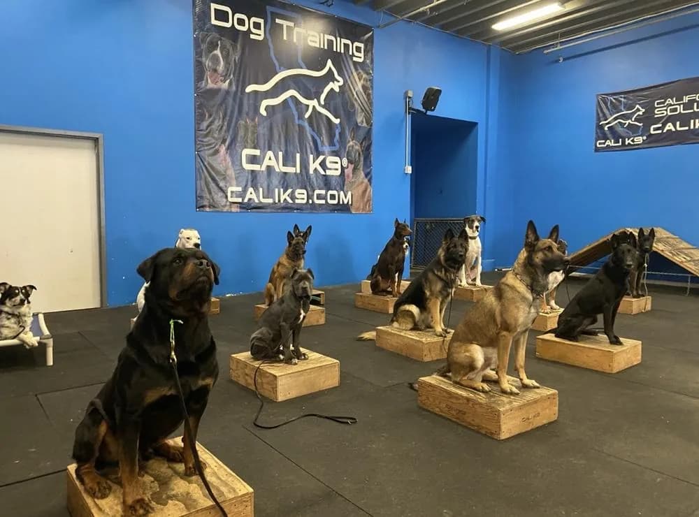 Dog group training session at the Cali K9 facility