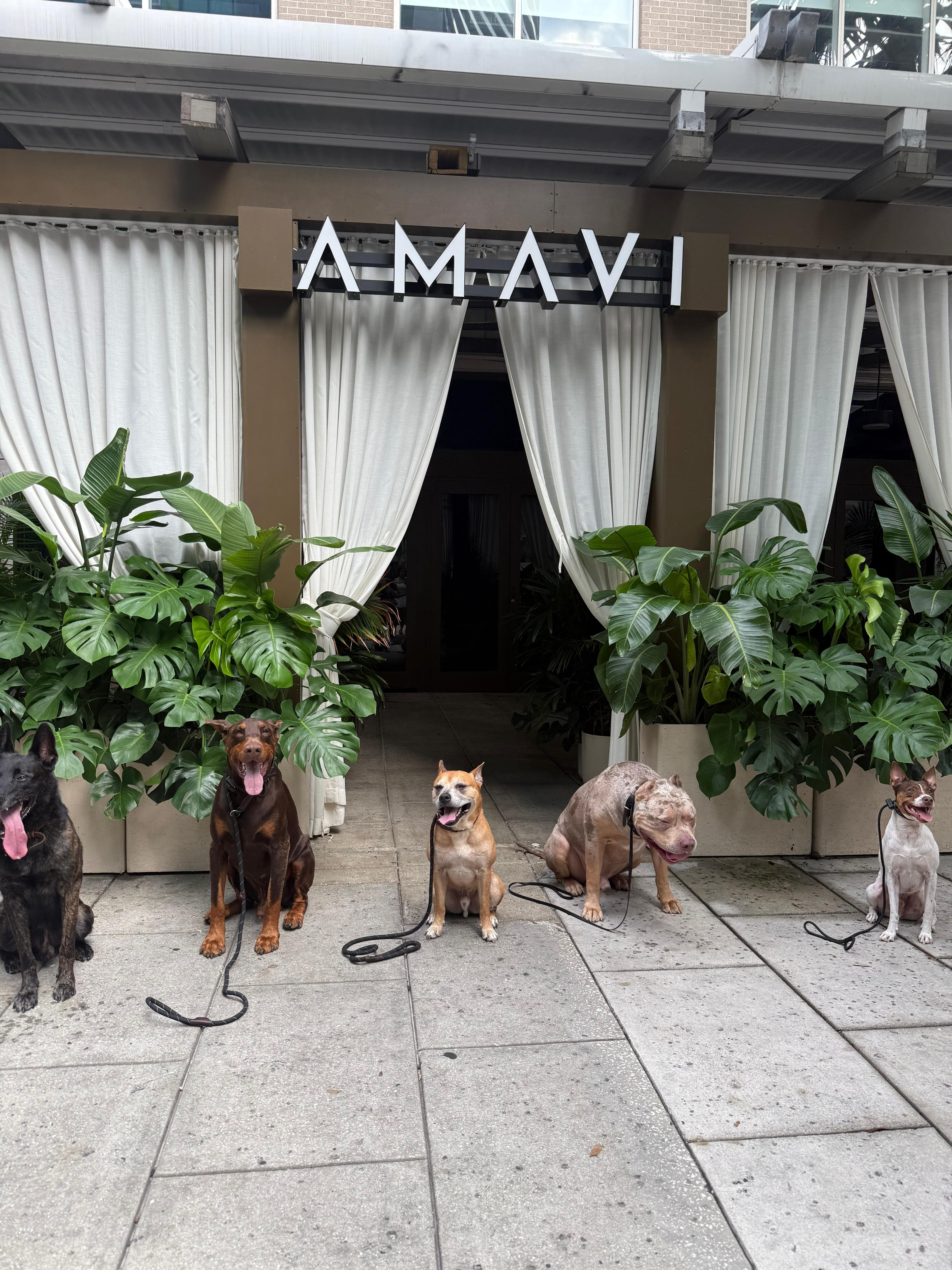 Cali K9 trained dogs sitting calmly outside a Miami restaurant