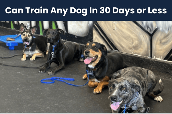 BOARD & TRAIN — Cali K9
