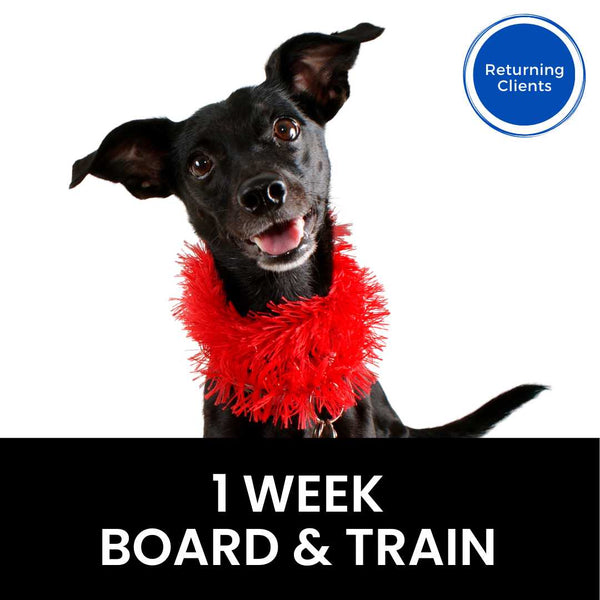 1 Week Board & Train (Members Only) Cali K9®