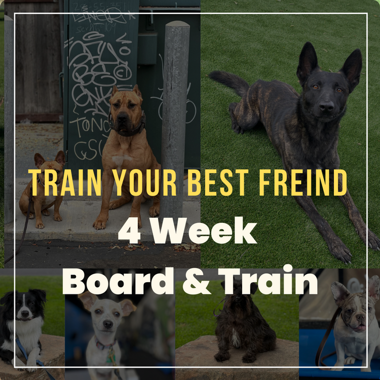 How to Use a Place Board to Train Sporting Dogs