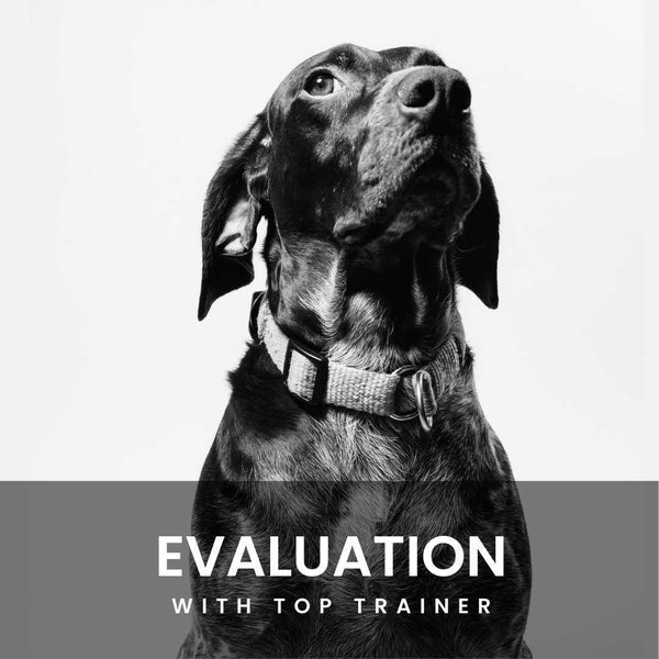 Evaluation with Top Trainer
